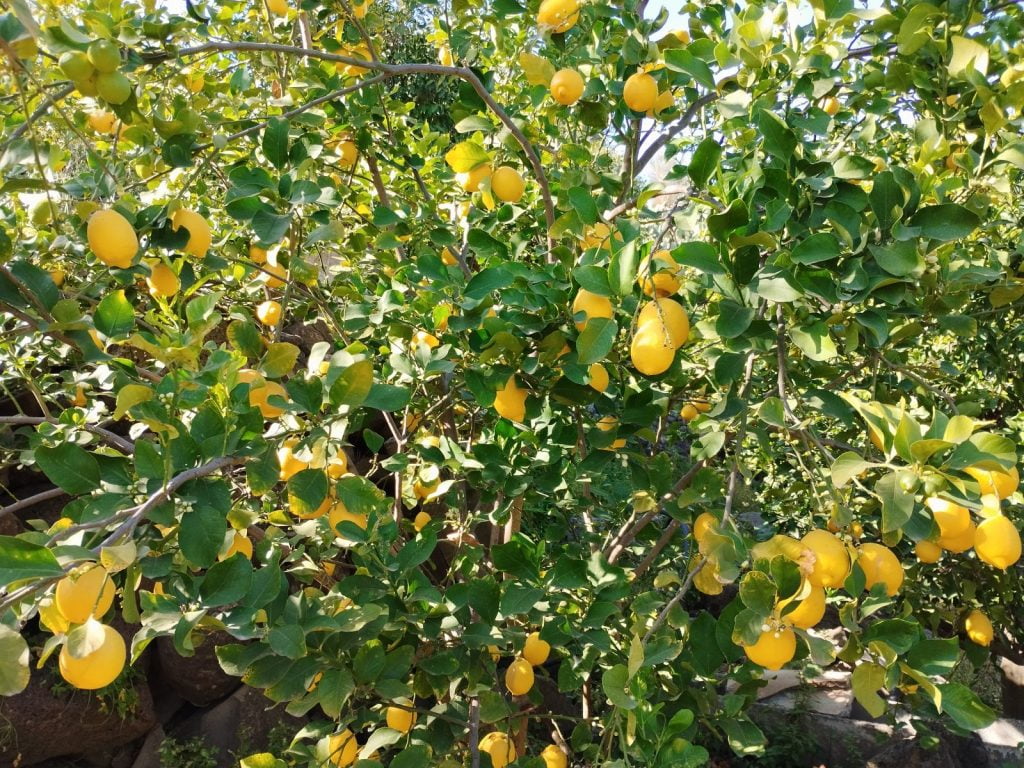 Limoni Bio
