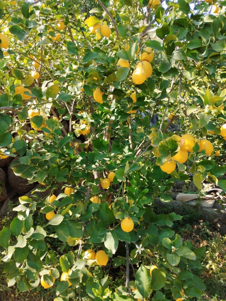 Limoni di Sicilia